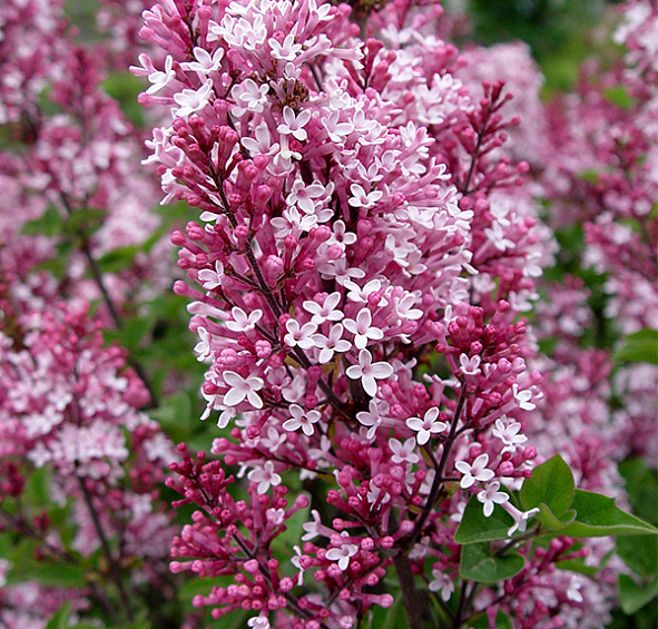 Сирень Мейера 'Тинкербелл' (вишневая)